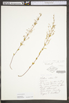 Lechea racemulosa