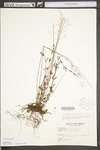 Lechea racemulosa