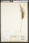 Lechea racemulosa