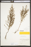 Lechea racemulosa