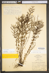 Lechea racemulosa