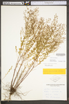 Lechea racemulosa