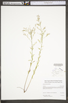 Lechea racemulosa