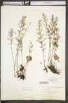 Lechea racemulosa