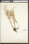 Lechea racemulosa