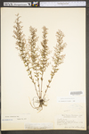 Lechea racemulosa