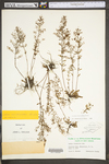 Lechea racemulosa