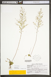 Lechea tenuifolia