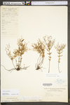 Lechea racemulosa
