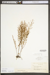 Lechea racemulosa
