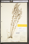 Lechea racemulosa