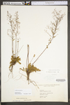 Lechea racemulosa