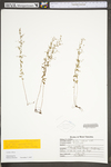 Lechea mucronata