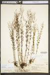 Lechea racemulosa
