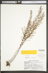 Lechea tenuifolia