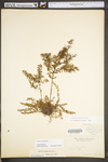 Lechea racemulosa