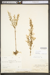 Lechea racemulosa