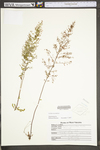 Lechea racemulosa