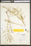 Lechea racemulosa