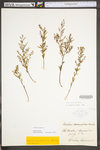 Lechea racemulosa