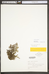 Lechea racemulosa