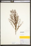 Lechea racemulosa