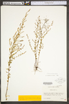 Lechea racemulosa