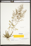 Lechea racemulosa