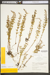 Lechea racemulosa