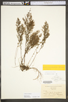 Lechea racemulosa