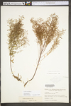 Lechea racemulosa