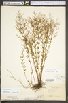 Lechea racemulosa