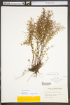 Lechea racemulosa