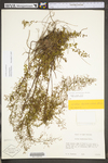 Lechea racemulosa