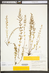 Lechea racemulosa