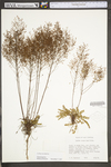 Lechea racemulosa