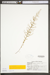 Lechea mucronata
