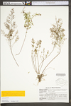 Lechea racemulosa