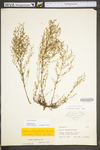 Lechea tenuifolia