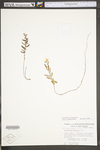 Helianthemum propinquum
