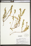 Hypericum hypericoides ssp. multicaule