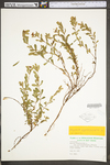 Hypericum hypericoides ssp. multicaule