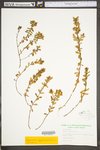 Hypericum hypericoides ssp. multicaule