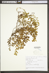 Hypericum hypericoides ssp. multicaule