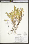 Hypericum hypericoides ssp. multicaule