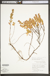 Hypericum hypericoides ssp. multicaule