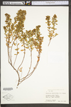 Hypericum hypericoides ssp. multicaule