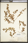 Hypericum hypericoides ssp. multicaule