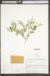 Hypericum perforatum