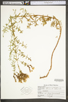 Hypericum perforatum